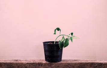 5 trender for omsetningsvekst i 2020