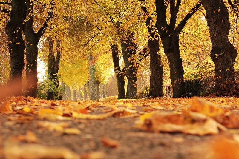 autumn-fall-trees-leaves
